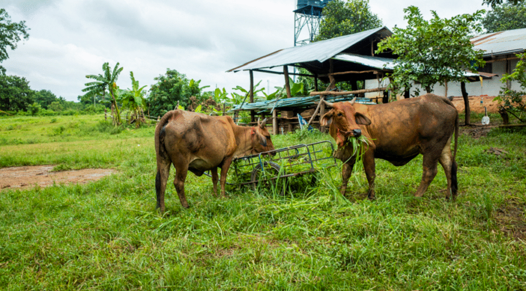 farm_image