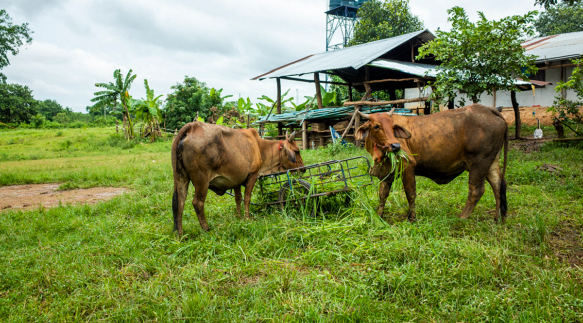 farm_image
